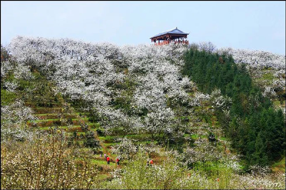 【春天，广西桂林灌阳县向您发出邀请！】我们在灌阳看梨花 - 游山玩水 - 阿拉尔生活社区 - 阿拉尔28生活网 ale.28life.com