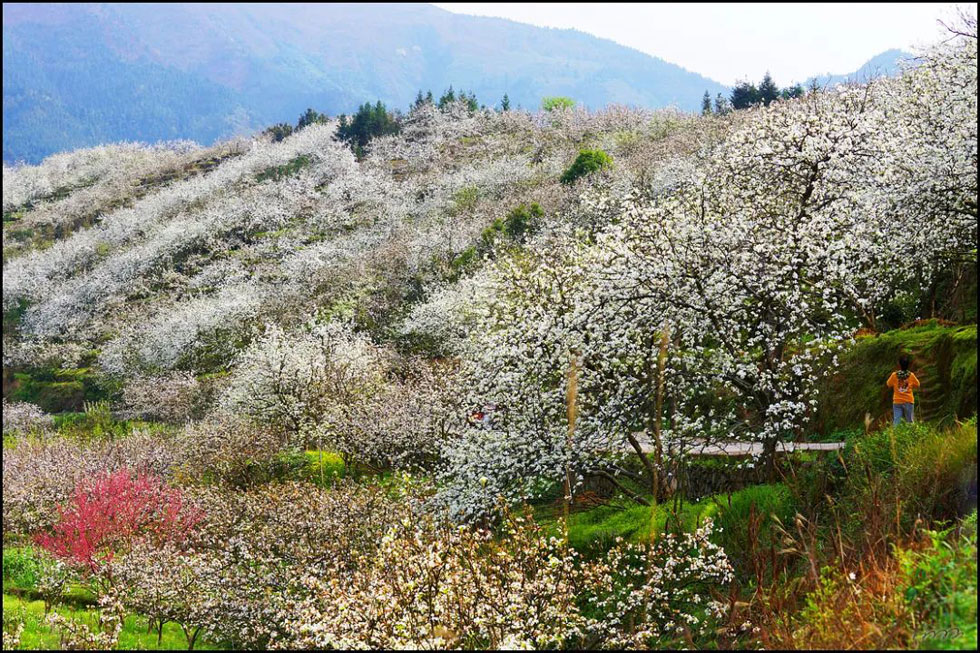 【春天，广西桂林灌阳县向您发出邀请！】我们在灌阳看梨花 - 游山玩水 - 阿拉尔生活社区 - 阿拉尔28生活网 ale.28life.com