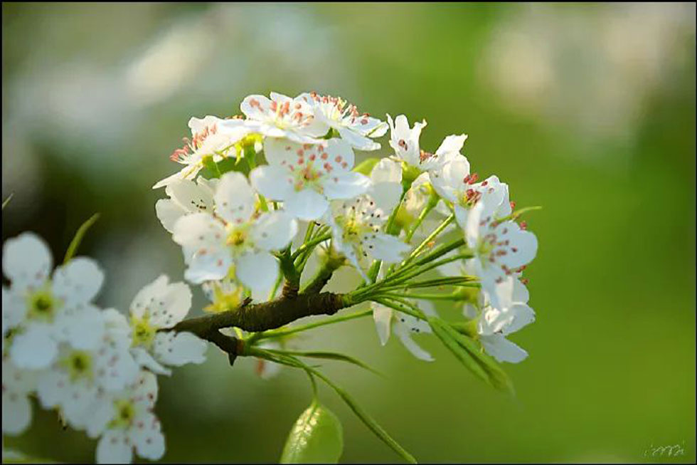 【春天，广西桂林灌阳县向您发出邀请！】我们在灌阳看梨花 - 游山玩水 - 阿拉尔生活社区 - 阿拉尔28生活网 ale.28life.com