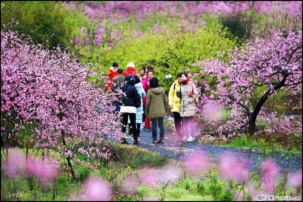 【春天,广西桂林灌阳县向您发出邀请!】官庄村有个醉美的桃花园 - 游山玩水 - 阿拉尔生活社区 - 阿拉尔28生活网 ale.28life.com