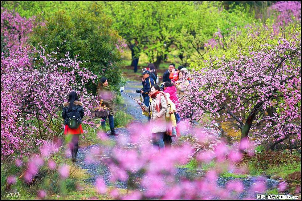 【春天,广西桂林灌阳县向您发出邀请!】官庄村有个醉美的桃花园 - 游山玩水 - 阿拉尔生活社区 - 阿拉尔28生活网 ale.28life.com