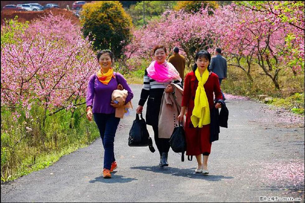 【春天,广西桂林灌阳县向您发出邀请!】官庄村有个醉美的桃花园 - 游山玩水 - 阿拉尔生活社区 - 阿拉尔28生活网 ale.28life.com