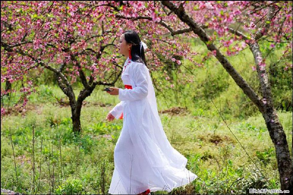 【春天,广西桂林灌阳县向您发出邀请!】官庄村有个醉美的桃花园 - 游山玩水 - 阿拉尔生活社区 - 阿拉尔28生活网 ale.28life.com