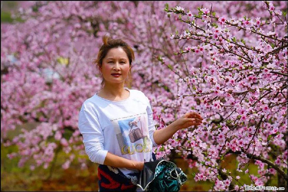 【春天,广西桂林灌阳县向您发出邀请!】官庄村有个醉美的桃花园 - 游山玩水 - 阿拉尔生活社区 - 阿拉尔28生活网 ale.28life.com