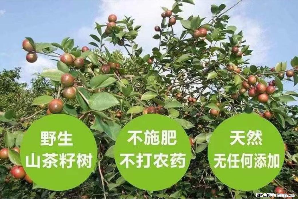 【灌阳县油茶产业示范区】一个有着充实的精神生活的人,对待身外之物自会有一种淡泊的态度 - 美食天地 - 阿拉尔生活社区 - 阿拉尔28生活网 ale.28life.com