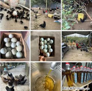 油茶园从小鸡仔开始养起的纯土鸡、土鸡蛋可以预定啦!还有前几天刚榨的纯山茶油哦 - 阿拉尔28生活网 ale.28life.com