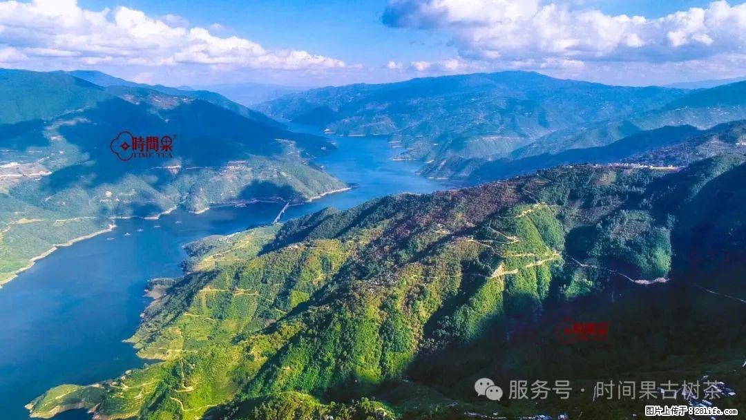 时间果百年古树龙珠普洱生茶 - 购物交流 - 阿拉尔生活社区 - 阿拉尔28生活网 ale.28life.com