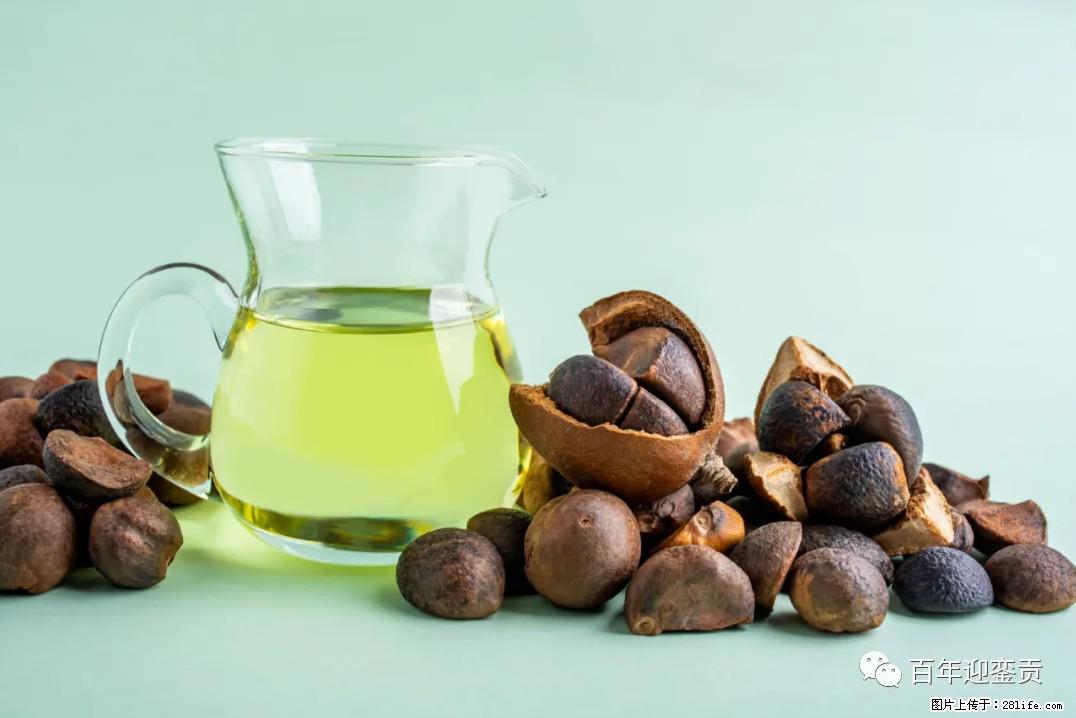 世界没有真相，只有认知，最好的食用油是中国的山茶油！ - 阿拉尔生活资讯 - 阿拉尔28生活网 ale.28life.com