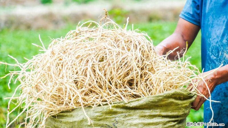 堪称“最难吃”的蔬菜，却是 “抗辐射神器”，还能护肺、清热、止咳化痰！ - 阿拉尔生活资讯 - 阿拉尔28生活网 ale.28life.com