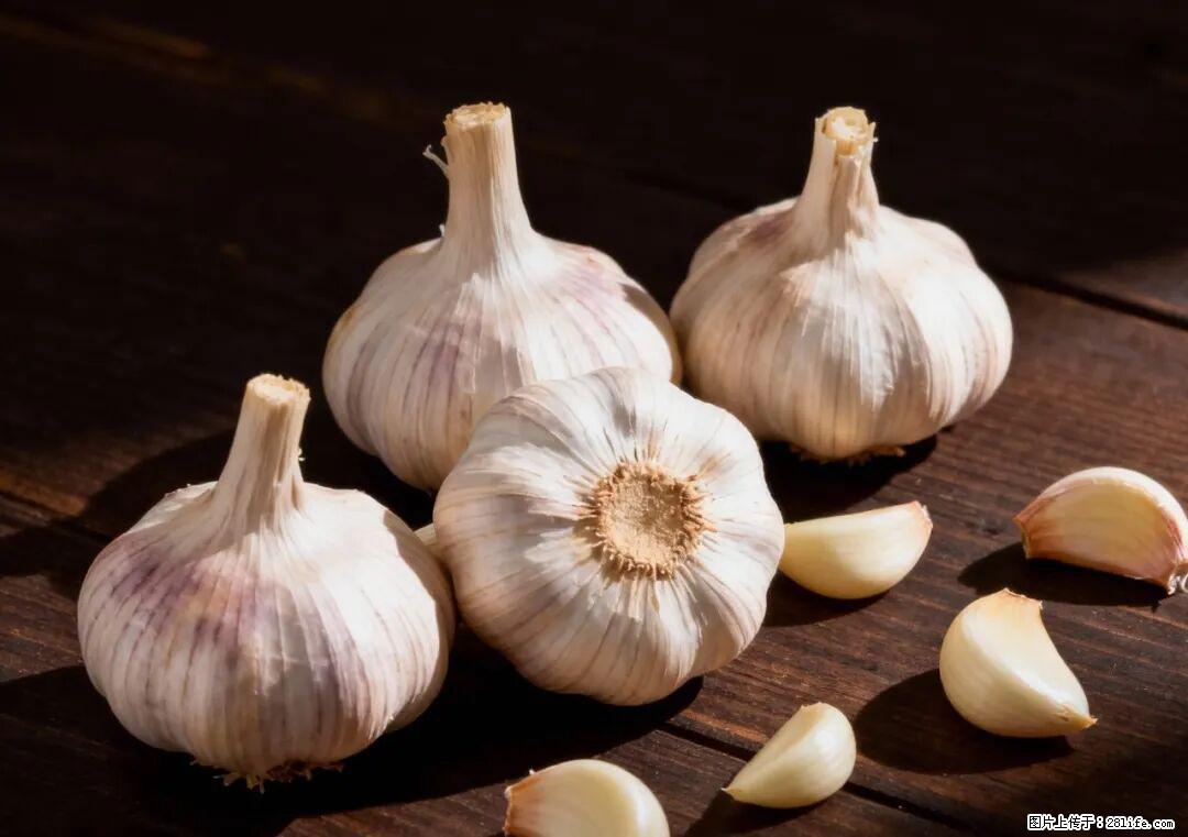 关于大蒜，除了“天然抗生素”，这4个谣言更该警惕! - 阿拉尔生活资讯 - 阿拉尔28生活网 ale.28life.com