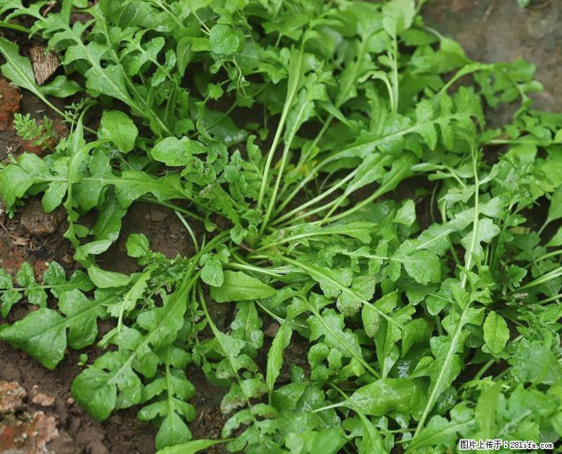 这些蔬菜是“天然钙片”，这6种被医生重点推荐 - 阿拉尔生活资讯 - 阿拉尔28生活网 ale.28life.com