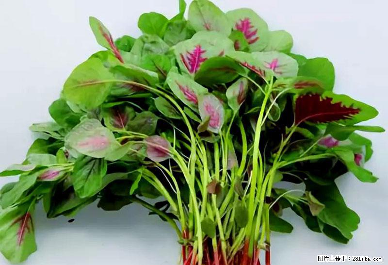 这些蔬菜是“天然钙片”，这6种被医生重点推荐 - 阿拉尔生活资讯 - 阿拉尔28生活网 ale.28life.com