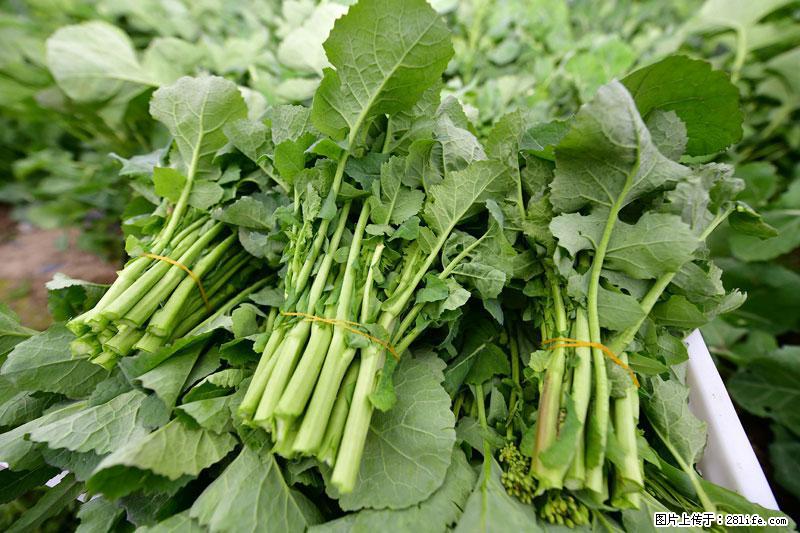 这些蔬菜是“天然钙片”，这6种被医生重点推荐 - 阿拉尔生活资讯 - 阿拉尔28生活网 ale.28life.com